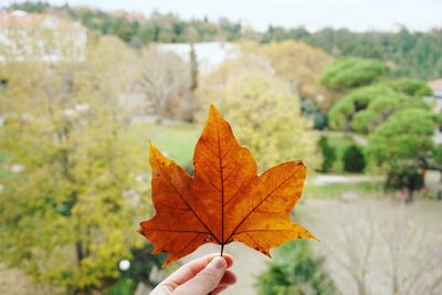 Close-up of hand holding maple leaf