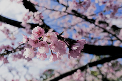 Close-up of pink cherry blossoms in spring