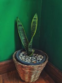 Close-up of potted plant on table