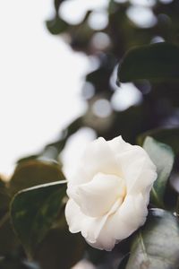 Close-up of white rose blooming outdoors