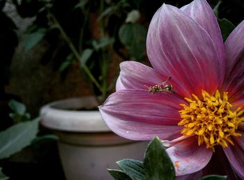 Close-up of insect on pink flower blooming outdoors