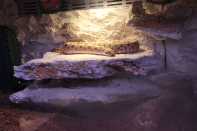 Close-up of ice cream on rock