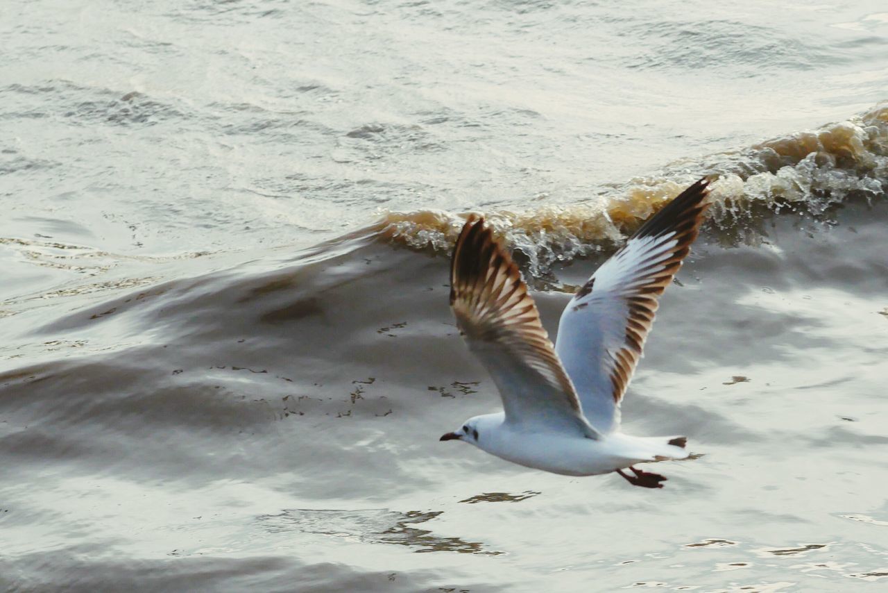 bird, flying, animals in the wild, animal themes, spread wings, sand, animal wildlife, beach, no people, nature, outdoors, water, motion, beauty in nature, day