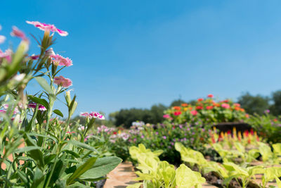 Close-up of flowering plants against sky