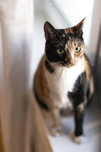 Cat looking away while sitting by window