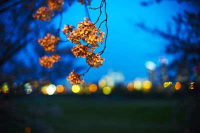 Close-up of flower against blurred background