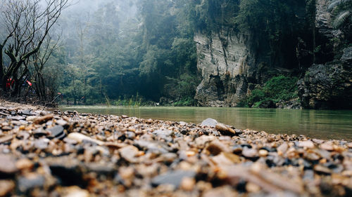 Surface level of pebbles by river in forest