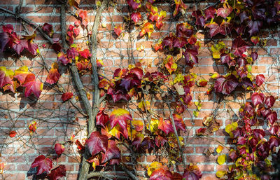 Full frame shot of autumnal tree