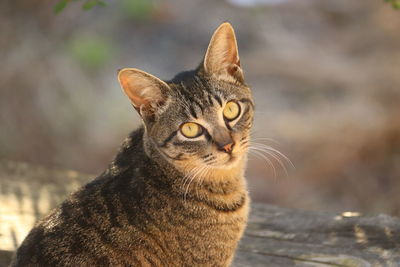 Close-up portrait of tabby cat