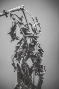 Close-up of wilted plant against sky