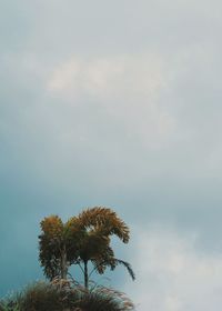 Low angle view of tree against sky