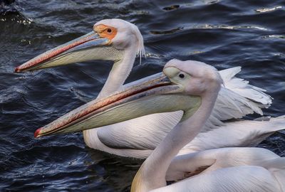 Close-up of pelican swimming in lake