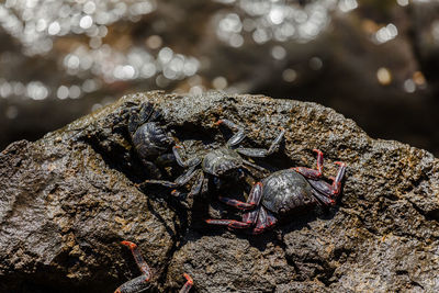 Close-up of crabs in rock