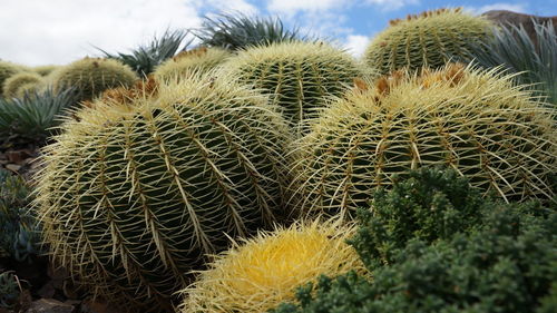 Close-up of cactus plant on field