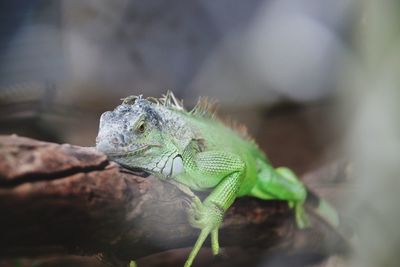 Close-up of lizard 