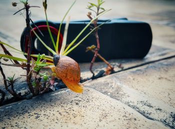 Close-up of snail on plant