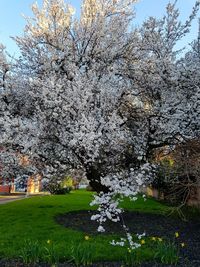 White flowers blooming on tree