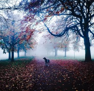 Dog on leaves covered road amidst trees in foggy weather