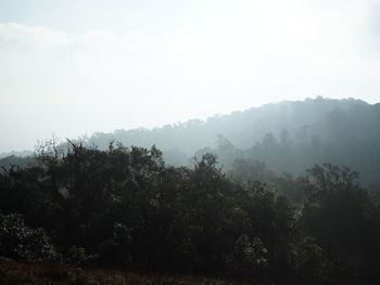 Trees in forest against sky