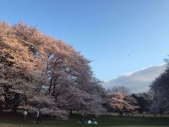 Trees on grassy field