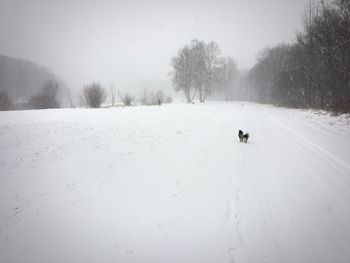 Snow covered road amidst trees on field during winter