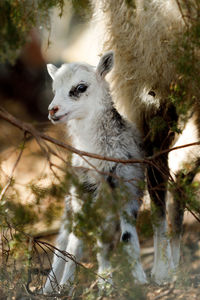 Close-up of young llama