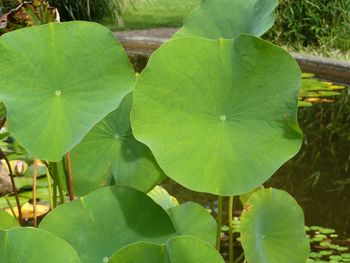 Close-up of green leaves