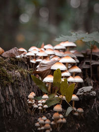 Close-up of mushrooms growing on wood in forest
