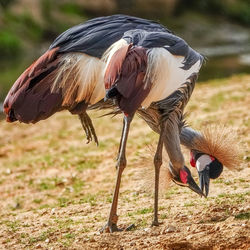 Close-up of birds on field