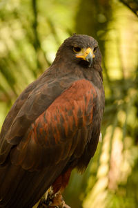 Close-up of kite looking away