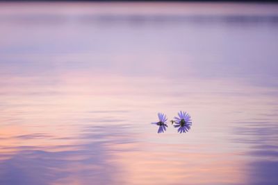 Scenic view of lake against cloudy sky during sunset