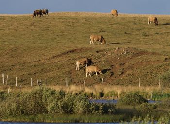 Cows grazing in a field