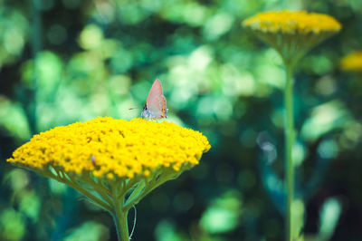 Close-up of butterfly pollinating on yellow flower