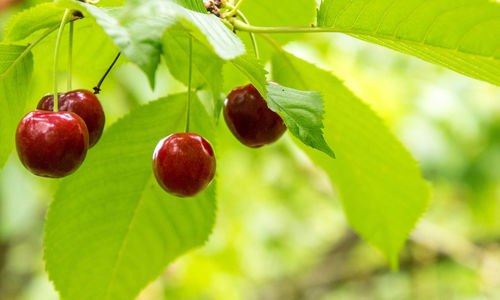 Close-up of cherries growing on tree