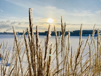 Frozen of stalks against sky