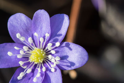 Close-up of purple crocus flower