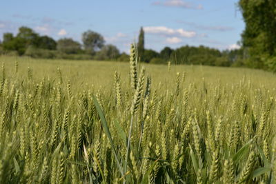 Scenic view of wheat field against sky