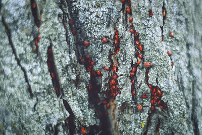 Full frame shot of tree trunk during winter