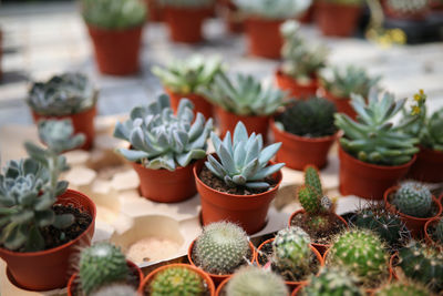 Close-up of potted plants