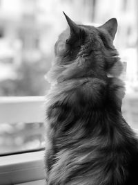 Close-up of a cat looking away