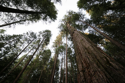 Low angle view of tree