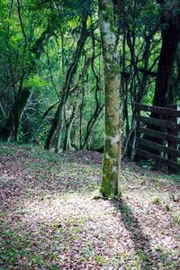 Trees in forest