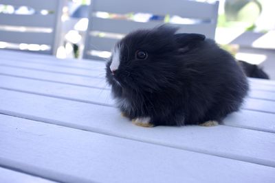 Close-up of rabbit