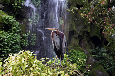 View of bird in a forest