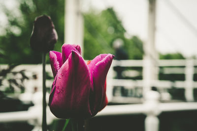 Close-up of pink tulip flower