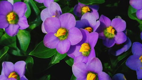 Close-up of purple flowering plants