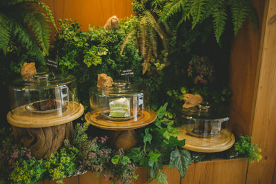 Potted plants on table