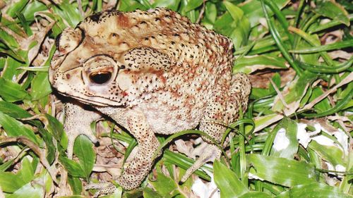 Close-up of lizard