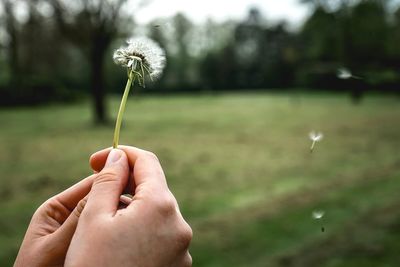 Close-up of hand holding dandelion