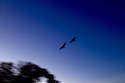 Low angle view of bird flying against blue sky